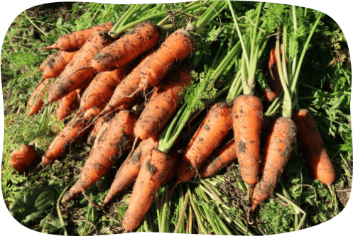 にんじんの画像