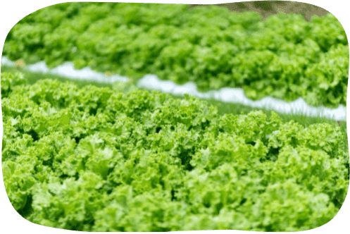 レタスが生茂る画像